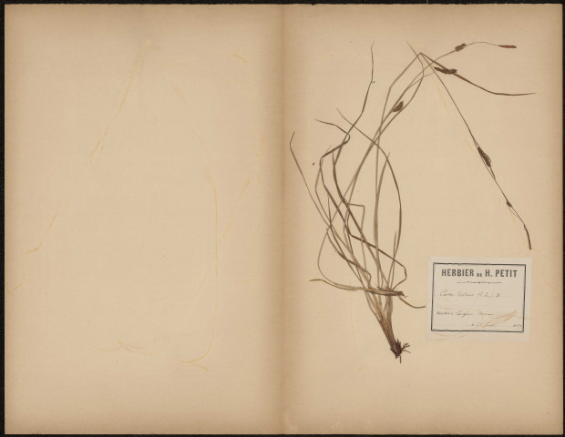 Carex Distans, plante prélevée à Longueau (Somme, France), dans les marais, 28 juin 1889