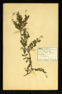 Vicia Sativa L (Vicia cultivée), famille des Papilionacées, plante prélevée à Dromesnil, 8 juin 1938