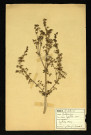 Galium erum (Gaillet vrai), famille des Rubiacées, plante prélevée à Dromesnil, 4 juin 1938