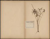 Cyperus Virescens Lemna Minor (Legit Dacheux), plante prélevée dans les environs de Fouencamps (Somme, France) et de Cambron (Somme, France), 9 juillet 1889
