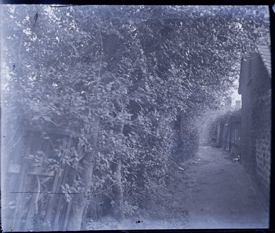 Le Crotoy (Somme). Sentier arboré
