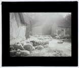 Moutons à Famechon-sous-Poix - août 1911