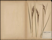 Carex Vulpina, plante prélevée à Amiens (Somme, France), à Longpré-lès-Amiens sur les bords de la Somme, [1888-1889]