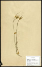 Carex Pallescens, famille des Cyperacées, plante prélevée à Compiègne (Oise, France), sur des terrains acides et secs, en juin 1969