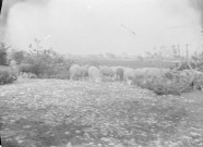 Un troupeau de moutons