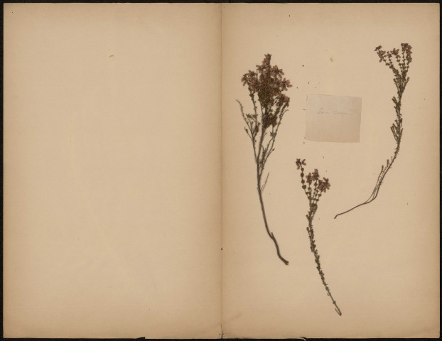 Erica Cinerea, plante prélevée à [Lieu inconnu], n.c., [1889-1891]