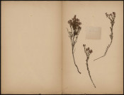 Erica Cinerea, plante prélevée à [Lieu inconnu], n.c., [1889-1891]