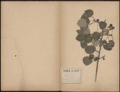 Populus Tremula - Tremble, plante prélevée à Glisy (Somme, France), dans le bois, 8 août 1888